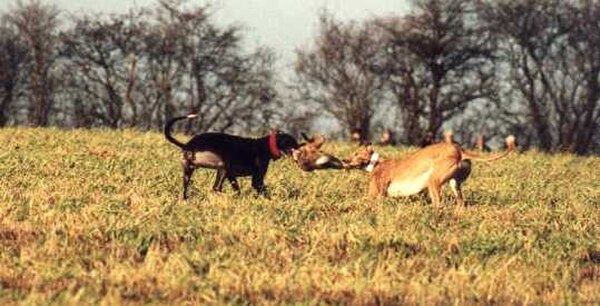 A hare caught by two greyhounds