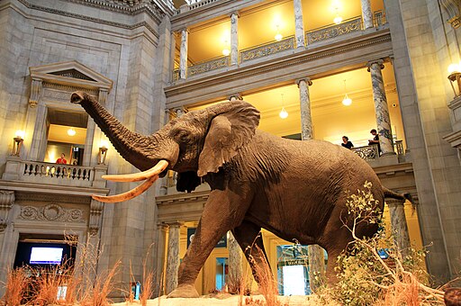 USA-National Museum of Natural History