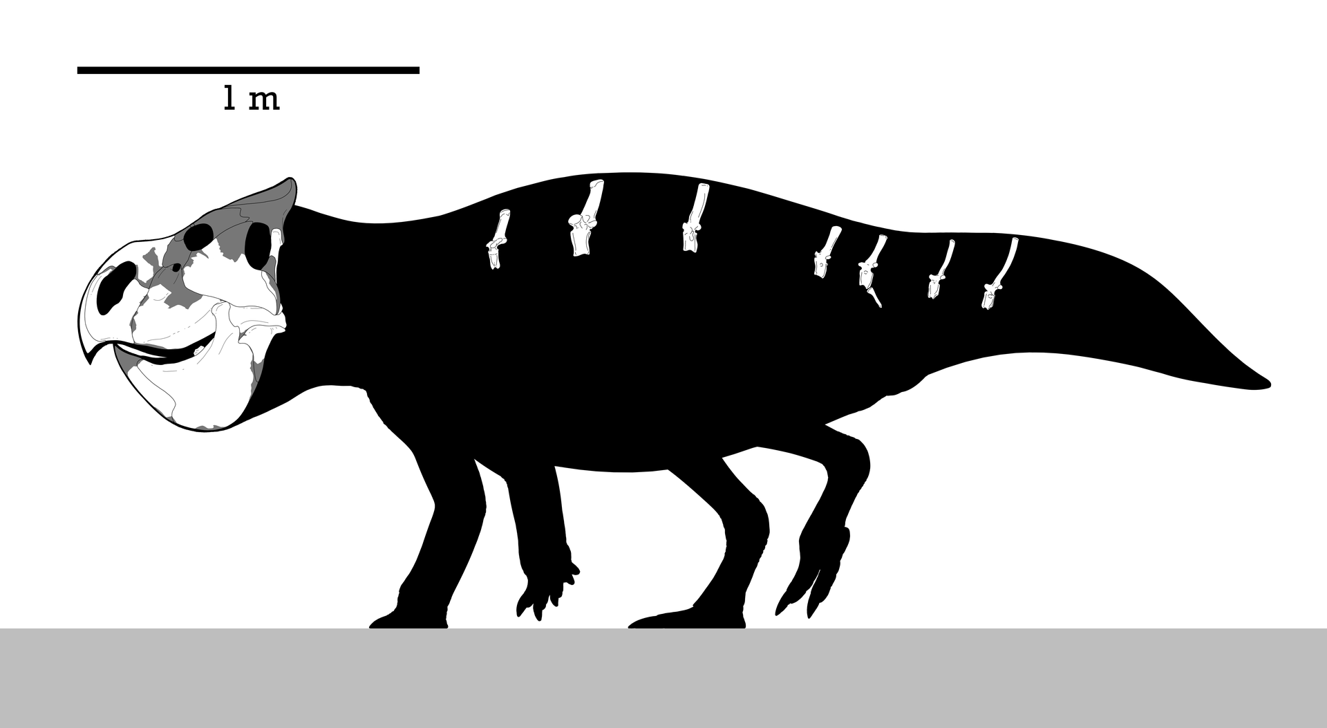 Udanoceratops Skeleton Reconstruction.png