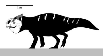 Skeleton reconstruction of Udanoceratops