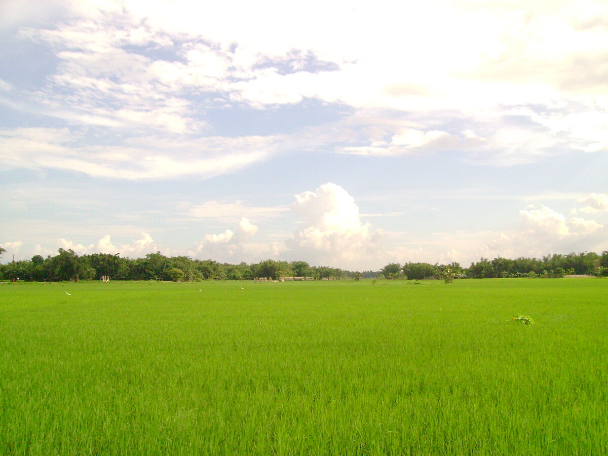 Haldibari, India