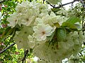 'Ukon' Prunus lannesiana Wilson cv. Grandiflora