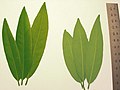 Umbellularia californica phyllum.jpg