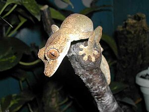 Uroplatus guentheri male.jpg