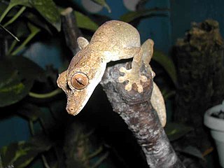 Günthers flat-tail gecko