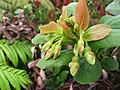 Vaccinium calycinum (5001519699). 
 jpg