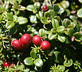 Vaccinium vitis-idaea in Mount Ontake.jpg