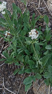 Thumbnail for Valeriana californica