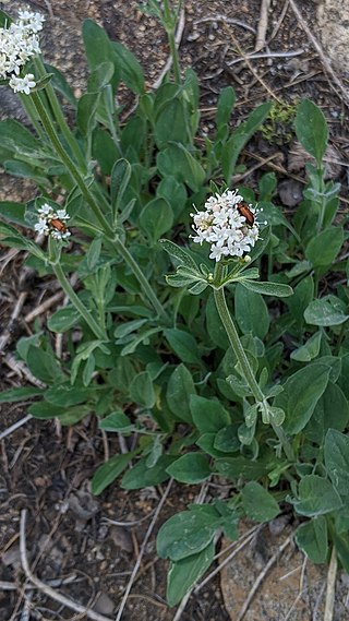 <i>Valeriana californica</i> Species of flowering plant