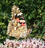 Vanessa cardui – Flügelunterseite