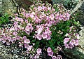 Veronica schmidtiana 'Rosea'