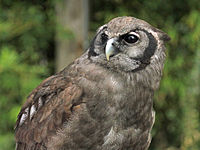 Owl, Verreaux's Eagle Bubo lacteus