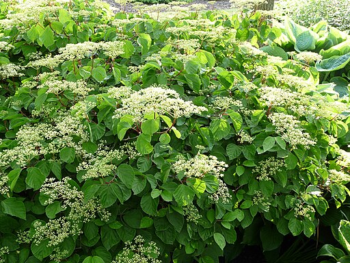 Viburnum dilatatum 'Oneida'