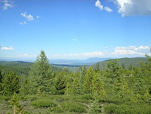 With Pinus sibirica, Altai Mountains, Russia