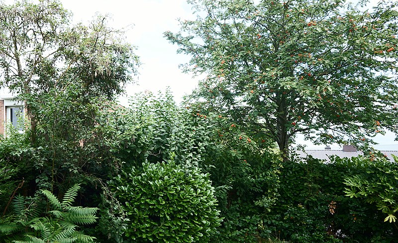 File:Villeneuve d'Ascq jardin Testraw.JPG