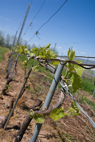 <span class="mw-page-title-main">L'Acadie blanc</span> Variety of grape