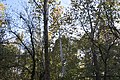 * Nomination Virginia Creeper in a Beech-Maple Forest -- Sixflashphoto 02:21, 18 October 2017 (UTC) * Promotion Good quality. -- Johann Jaritz 02:26, 18 October 2017 (UTC)
