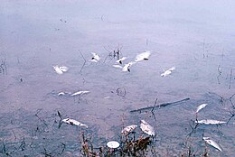 Water pollution fish kill.jpg