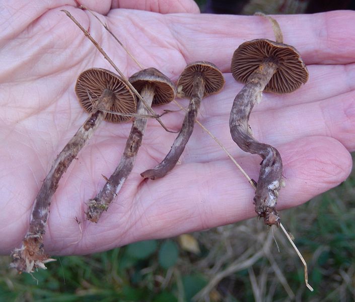 File:Webcaps Cortinarius GT.jpg