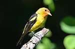 Thumbnail for File:Western Tanager 7523.jpg