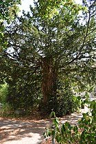 Wewelsburg - Yew at the Wewelsburg.jpg