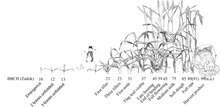 Critical stages according to BBCH (Lancashire et al., 1991) and their deviations from the Zadok's scale (in brackets). The spacing between the stages follows calendar time for the temperate climate of Switzerland (sowing in November, harvest mid-July) Wheat developmental stages.tif