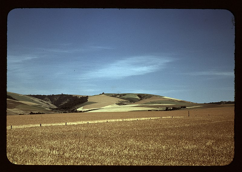 File:Wheat farm, Walla Walla, Washington LCCN2017877597.jpg