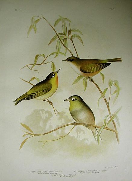 File:White-eyes.jpg