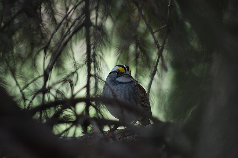 File:White-throated-sparrow.jpg
