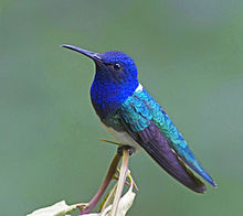 Kvitnakkekolibri, Florisuga mellivora Foto: Joseph C Boone