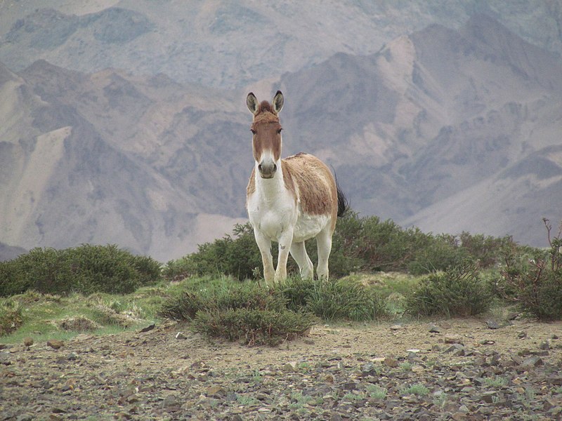 File:Wild Ass staring at us.jpg