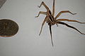 Aerial view of a wolf spider found in Oklahoma. Note one of the eyes shining in the camera's flash