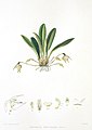 Masdevallia campyloglossa plate in: Florence H. Woolward: The Genus Masdevallia, (1896)
