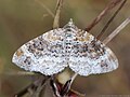 Epirrhoe alternata (Müller, 1764)