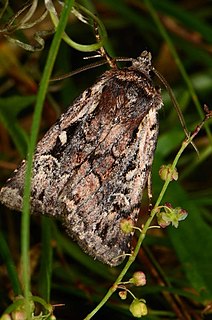 <i>Xestia agathina</i> Species of moth