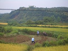 Bauern mit Holzpflug und Büffel, Provinz Hubei (2008)