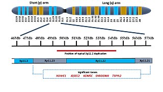 <span class="mw-page-title-main">Xp11.2 duplication</span>