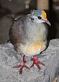 Yellow-breasted Ground Dove