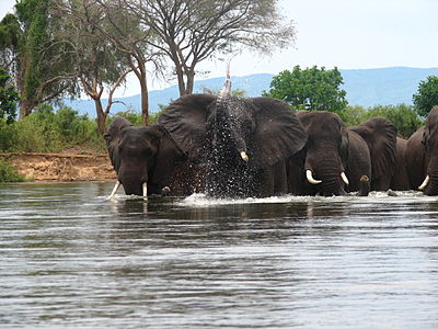 Elephant river. Заповедник Каванго-Замбези. Трансграничный заповедник Каванго-Замбези. Коварно Замбези заповедник. Парк Замбези.