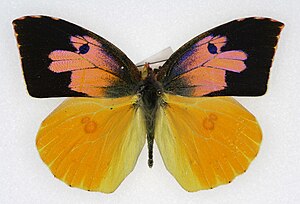 Zerene eurydice, male