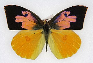 <i>Zerene</i> Butterfly genus in family Pieridae