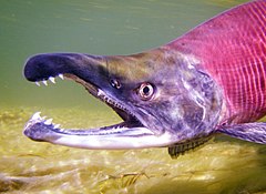 Closeup of a kokanee salmon