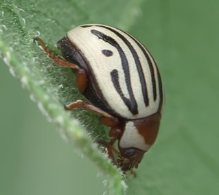 <i>Zygogramma exclamationis</i> Species of beetle