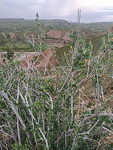 Zygophyllum Atriplicoides in Behbahan, Iran