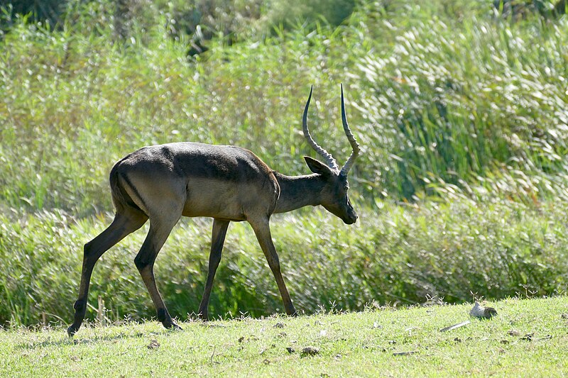 File:"Black" Impala (Aepyceros melampus) male ... (52850493608).jpg