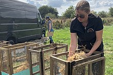 'Release pens' being set up for water voles that had been bred in captivity set to be released to bolster the numbers of a colony in Ringwood, Hampshire 'Release pens' are wooden cages that the water voles will live in until they get used to their new environment and explore.jpg