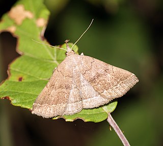 <i>Polypogon plumigeralis</i> Species of moth