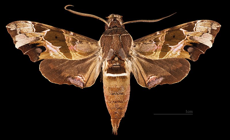 File:(Toulouse) Unzela japix MHNT CUT 2010 0 529 - Guyane France, male dorsal.jpg