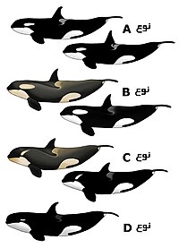 نهنگ قاتل: واژه‌شناسی, فرگشت و طبقه‌بندی, توصیف ظاهری