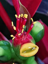 Male flower of Poinsettia